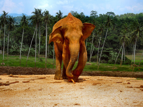 elephants_of_sri_lanka_1_514032